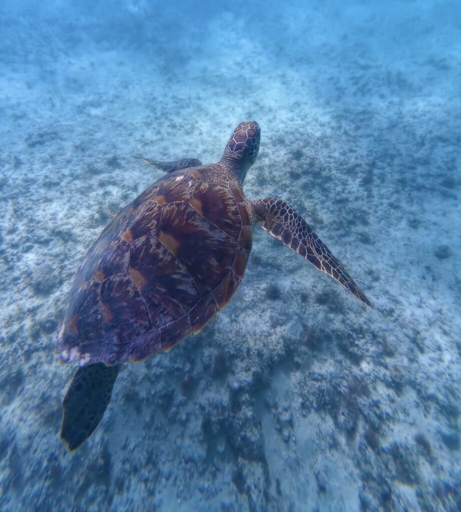 Turtle under the water